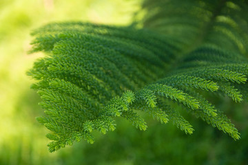 Pine leaf background. Abstract natural background.