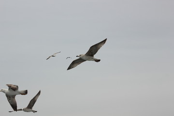 Birds Flying