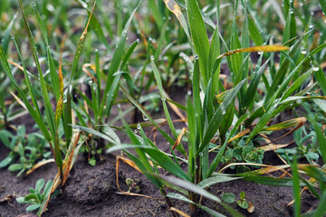 Image of young wheat sprouts.
