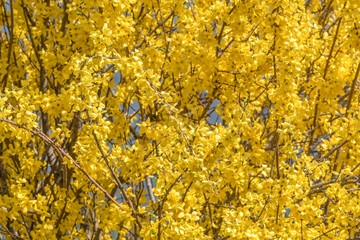 yellow forsythia in bloom in spring