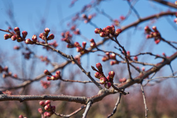 Image of blooming apple trees in the garden.