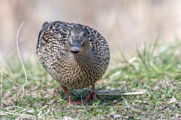 cute duck rest on meadow