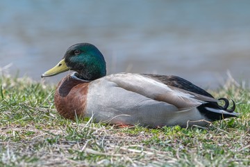 cute duck rest on meadow