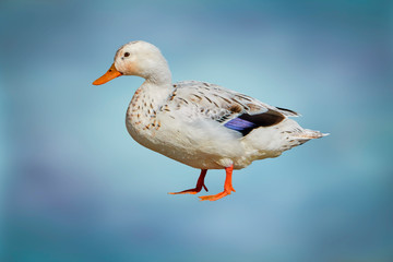 isolated duck on blue background
