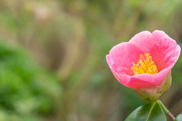 Kamelie tosa uraku (Camellia japonica) im Frühling. Blühende pink Kamelie tosa uraku (Camellia japonica) im April.