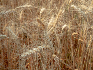 Fototapeta premium barley in field conversion test at North Thailand,rice golden color,barley in chiangmai.