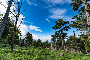 Fototapeta premium 大台ヶ原 正木ヶ原の風景