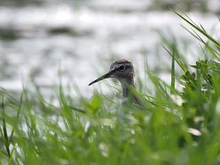 Wood Sandpiper birds peek behind the grass