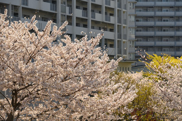 新しいマンションと桜