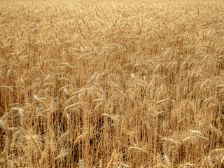 barley in field conversion test at North Thailand,rice golden color,barley in chiangmai.