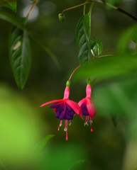 Pink and Purple Flower