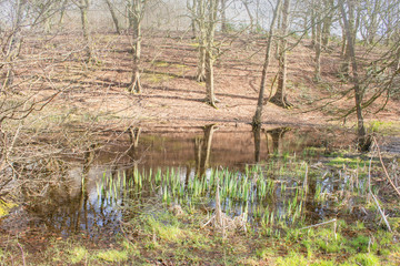 Spring flowers emerge from a peaceful woodland pond in which trees are reflected