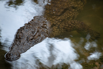 Close up portrait of a crocodile in the National crocodile park in Mauritius. Crocodile swim in...