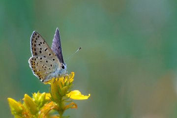 Fototapeta na wymiar Сommon blue butterfly (Lycaenidae) on the yellow flower with green background 