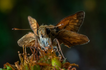 Butterfly Ochlodes sylvanus on the yellow flower
