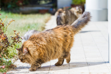 Adorable siberian cat with long hair outdoor in a sunny day