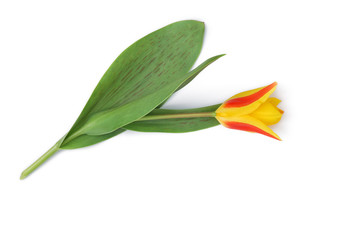 Zweifarbige Tulpe liegt auf weißem Hintergrund
