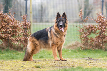 Deutscher Schäferhund