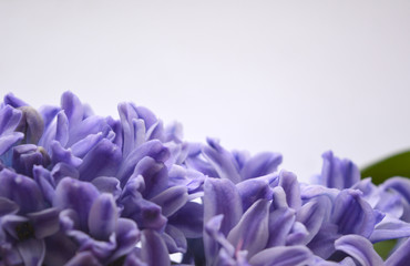 blue hyacinth on white background