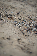 Fototapeta na wymiar Muscheln im Sandstrand