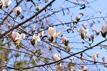Magnolia blooms on a bright spring day