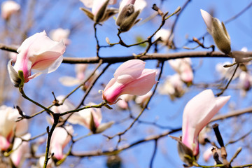 Magnolia blooms on a bright spring day