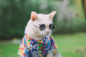 Portrait of Hipster White Cat wearing sunglasses  and shirt,animal  fashion concept.