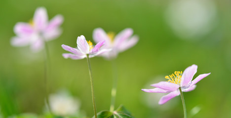 Fototapeta premium Buschwindröschen 9