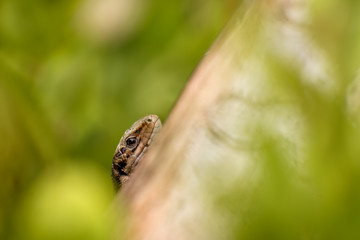 Macrophotography lizard on the tree
