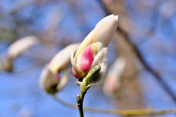 Magnolia blooms on a bright spring day
