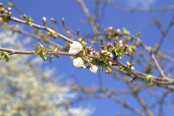 Blühender Ast im Frühling 