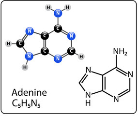 Adenine Molecule Structure