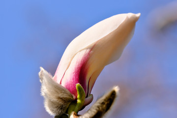 Magnolia blooms on a bright spring day