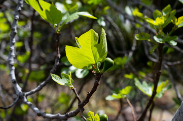 Feigenbaum im Frühjahr auf den Kanaren