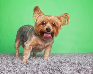 cute dog portrait in a photography studio setting isolated on a colorful background