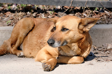 The dog is a sad pooch bitch