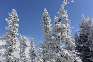 snow covered trees