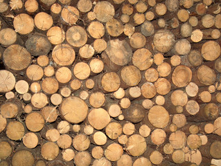 Holzstapel aus Baumstämmen