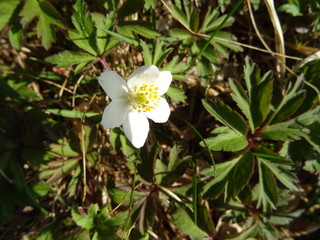Makro einer weissen Blume