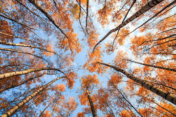 natural background bottom view of the crowns and tops of birch trees with bright yellow and orange...