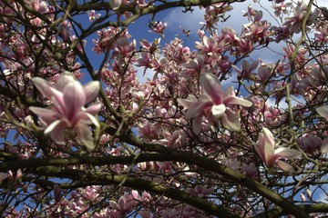 Magnolie
