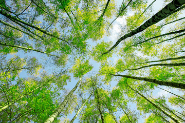background bottom view of the crowns and the tops of birch trees stretch to the blue clear sky with...