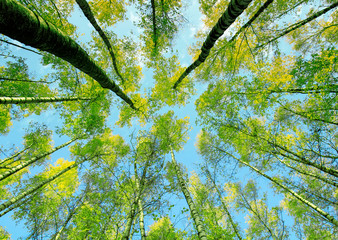 background bottom view of the crowns and the tops of birch trees stretch to the blue clear sky with bright green young leaves in the spring park