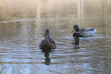 wild ducks swim in the river