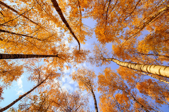 natural background bottom view of the crowns and tops of birch trees with bright yellow and orange leaves stretch to the blue clear sky in the autumn park
