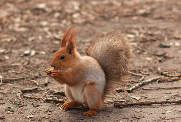Naklejka na ściany i meble Close-up of a red squirrel that nibbles hazelnuts 