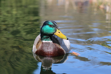 wild ducks swim in the river