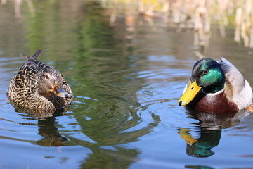 wild ducks swim in the river