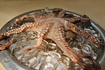 Fresh sea octupus on ice on a metallic bowl.