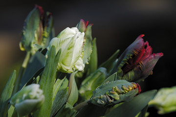 Weiße und rote geschlossene Tulpen und Rosen